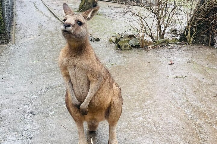 A kangaroo standing on a wet path near bushes and rocks.