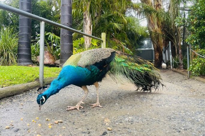 A peacock pecking at food on a path surrounded by lush greenery and palm trees.