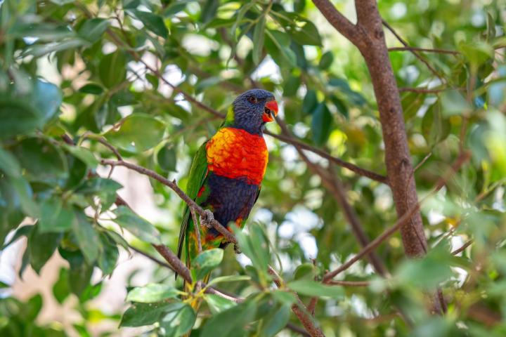 Colorful parrot perched on a branch surrounded by green leaves.
