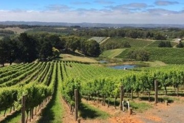 a view of a vineyard in Adelaide Hills