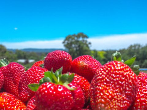 strawberries on display