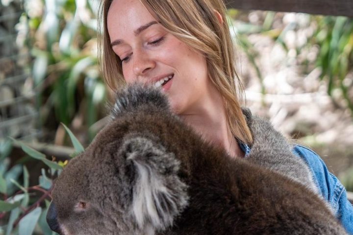 a person petting a cat