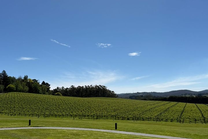 Vineyard under clear blue sky with surrounding hills and trees.