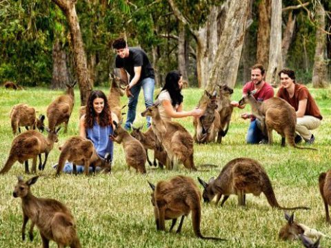 a group of kangaroos and people on a grass covered field