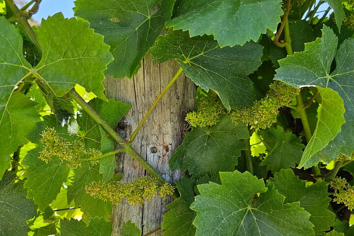 a close up of a green plant