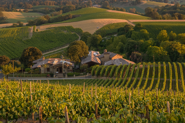 Vineyard with rolling hills and a farmhouse at sunset.
